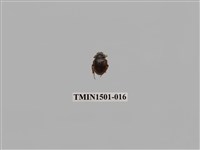 藏品(緣邊駝金龜)的圖片